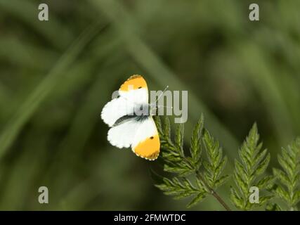 Der markante männliche Orange-Tip-Schmetterling ist im Frühjahr und Frühsommer ein Besucher von Blumen in Wiesen und Wäldern. Dem Weibchen fehlt die Orange Stockfoto