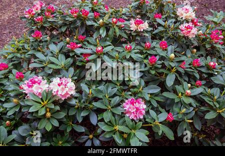 Rosa Azaleen (Azalea japonica) blühen im Frühling in England Stockfoto