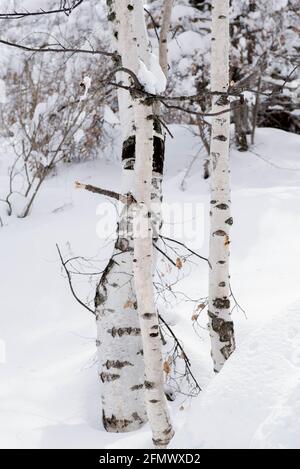 Viele Birken liegen alle im Winter im Schnee Stockfoto