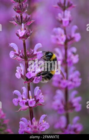 Eine Biene auf einer Salvia-Pflanze sammelt Pollen. Stockfoto