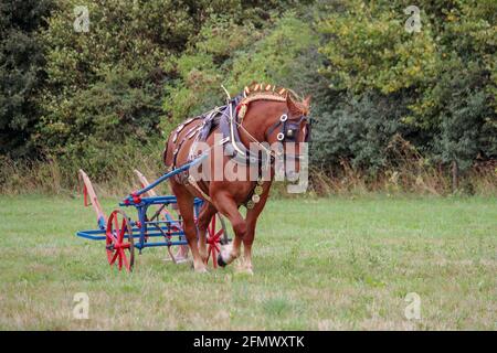 Ein arbeitend schweres Pferd Stockfoto