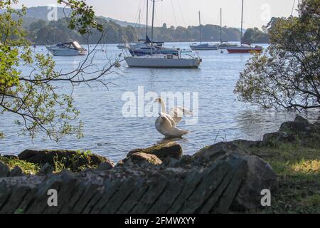 Ein Schwan, der seine Flügel am Ufer ausstreckt. Stockfoto