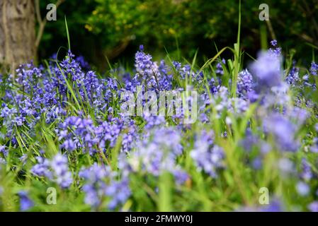 Bluebell blühen im Waldpark auf einem Frühling, Irland Stockfoto