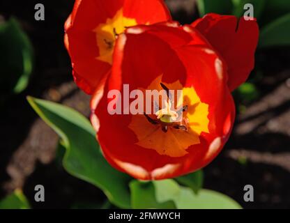 Blick auf die roten Tulpen von oben blüht im Garten Stockfoto