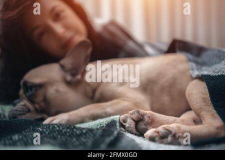 Hündin und niedlichen französisch Bulldogge ruht auf Bett mit Karierten in gemütlichen Hause Stockfoto