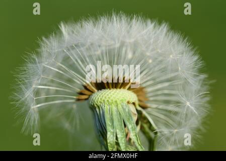 Nahaufnahme eines Dandelions oder verblichenen Dandelions, mit vielen weißen Schirmen vor grünem Hintergrund Stockfoto