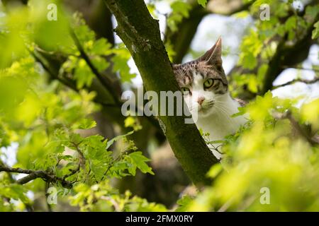 Katze versteckt sich hoch auf einem dicken Ast in einem Baum zwischen dem Laub und starrt auf die Kamera. Konzentrieren Sie sich auf den Kopf und die Schnurrhaare des Tieres Stockfoto