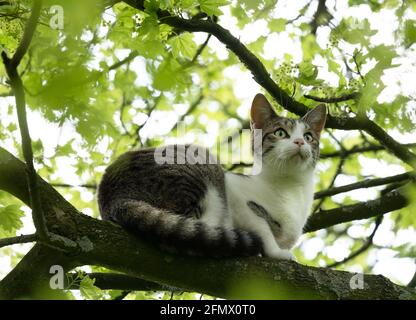 Katze sitzt hoch im Baum zwischen dem Laub auf einem Ast und starrt auf etwas. Konzentrieren Sie sich auf den Kopf und die Schnurrhaare des Tieres Stockfoto