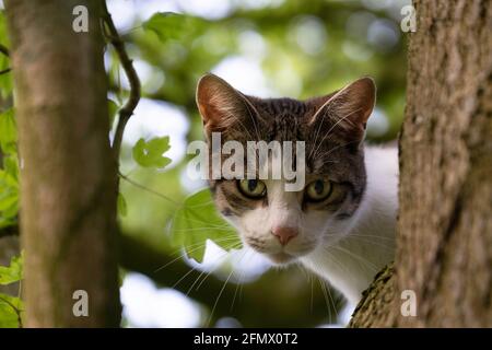 Katze sitzt im Baum zwischen dem Laub auf einem dicken Ast und starrt mit einem fesselnden Blick auf die Kamera. Konzentrieren Sie sich auf den Kopf und die Schnurrhaare des Tieres Stockfoto