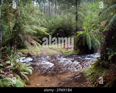 Baumfarne (Dicksonia antarctica) entlang des Mountain Creek.Feuerpfad unterhalb des Mount Bogong, Alpine National Park, Victoria Stockfoto