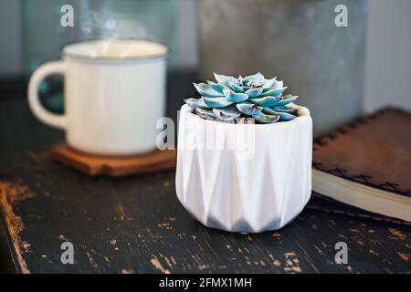 Vergoß Echeveria 'Blue Light' Sukkulente Zimmerpflanze über einem rustikalen Holzkouchtisch mit verschwommenem Hintergrund. Stockfoto