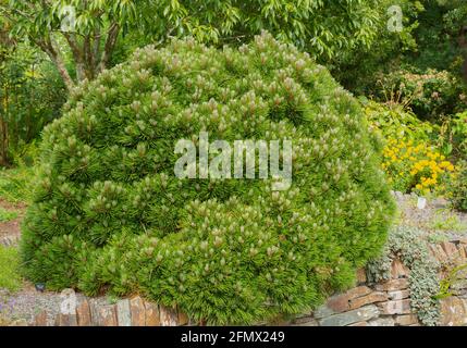 Pinus mugo humpy, eine immergrüne Zwergkiefer Stockfoto
