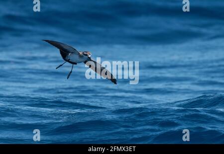 White-Faced Storm Petrel (Pelagodroma Marina), Perth Canyon, Westaustralien Stockfoto