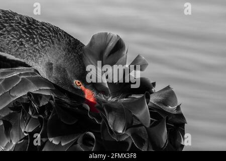 Schwarzer Schwan (Cygnus atratus), Lake Joondalup, Westaustralien Stockfoto