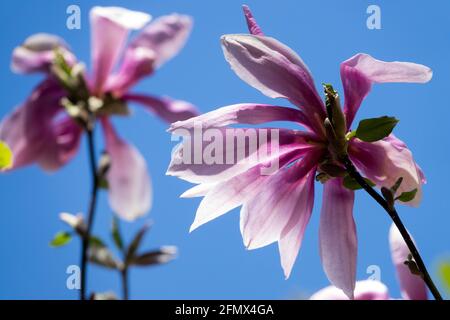 Magnolia × loebneri Flower Stockfoto