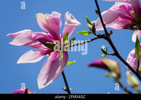 Rosa Blume Magnolia Big Dude Magnolia × loebneri Stockfoto