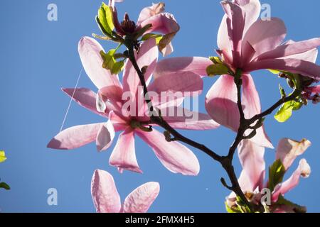 Magnolia Big Dude rosa Blüte Schönheit Frühling Stockfoto