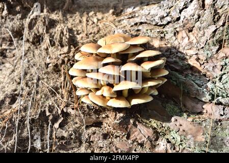 Armillaria mellea in einem Waldunterwuchs Stockfoto