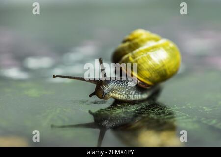 Grove Schnecke (Zitronenschnecke) auf einer reflektierenden Oberfläche Stockfoto