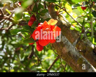 Zweig mit Blumen und Fruchteier eines Granatapfels Baumkrone auf einem Hintergrund aus grünem Laub Stockfoto