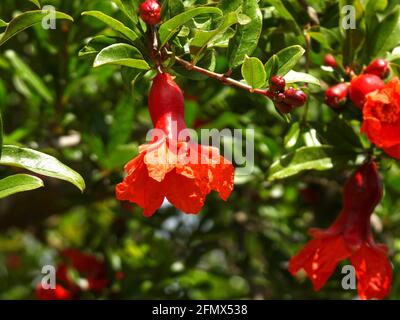 Zweig mit Blumen und Fruchteier eines Granatapfels Baumkrone auf einem Hintergrund aus grünem Laub Stockfoto