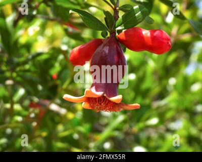 Zweig mit Blumen und Fruchteier eines Granatapfels Baumkrone auf einem Hintergrund aus grünem Laub Stockfoto