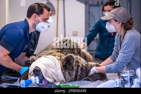 Stuer, Deutschland. Mai 2021. Tierarzt Marc Gölkel (l) zieht im Müritz Bärenwald einen gebrochenen Zahn aus dem Braunbären Dushi. Zwei Bären werden einer komplexen medizinischen Untersuchung unterzogen. Insgesamt leben derzeit 15 Braunbären in dem Park, der seit 15 Jahren von der Tierschutzorganisation 'vier Pfoten' betrieben wird und vor unangemessener Haltung gerettet wurde. Quelle: Jens Büttner/dpa-Zentralbild/dpa/Alamy Live News Stockfoto