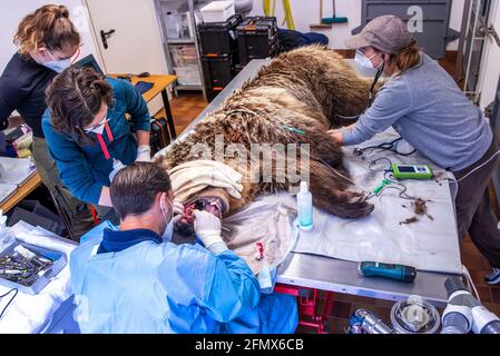 Stuer, Deutschland. Mai 2021. Tierarzt Marc Gölkel (vorne) zieht im Müritz Bärenwald einen gebrochenen Zahn aus dem Braunbären Dushi. Zwei Bären werden einer komplexen medizinischen Untersuchung unterzogen. Insgesamt leben derzeit 15 Braunbären in dem Park, der seit 15 Jahren von der Tierschutzorganisation 'vier Pfoten' betrieben wird und vor unangemessener Haltung gerettet wurde. Quelle: Jens Büttner/dpa-Zentralbild/dpa/Alamy Live News Stockfoto