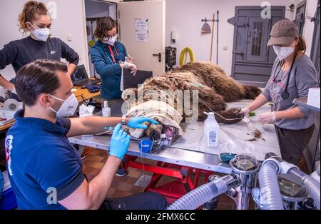 Stuer, Deutschland. Mai 2021. Tierarzt Marc Gölkel (l) zieht im Müritz Bärenwald einen gebrochenen Zahn aus dem Braunbären Dushi. Zwei Bären werden einer komplexen medizinischen Untersuchung unterzogen. Insgesamt leben derzeit 15 Braunbären in dem Park, der seit 15 Jahren von der Tierschutzorganisation 'vier Pfoten' betrieben wird und vor unangemessener Haltung gerettet wurde. Quelle: Jens Büttner/dpa-Zentralbild/dpa/Alamy Live News Stockfoto