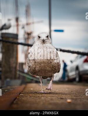 Junge Heringsmöwe bei einem Hafen mit Schiffen in der Bucht Unscharfer Hintergrund Stockfoto
