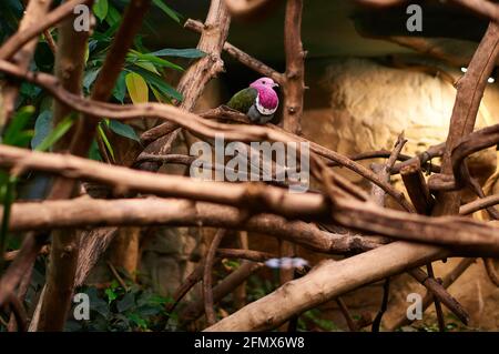 Pinkheaded Fruit Dove sitzt in Ästen Stockfoto