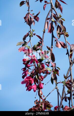 Malus 'Royal Beauty' ist ein kleiner weinender Baum Stockfoto