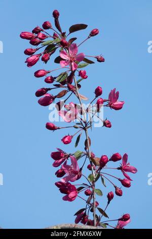 Malus 'Royal Beauty' tiefes rötlich-violettes Blümchen Stockfoto