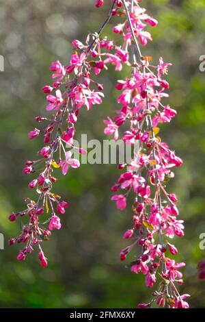 Malus 'Royal Beauty' ist ein kleiner weinender Baum mit tiefen Rötlich-violette Blüten Stockfoto