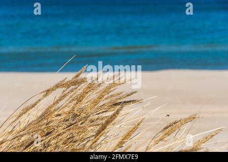 Schönes ruhiges blaues Meer mit Wellen und Sandstrand mit Schilf und trockenem Gras zwischen den Dünen, Reisen im Sommer und Urlaub Konzept, Meereslandschaft Stockfoto