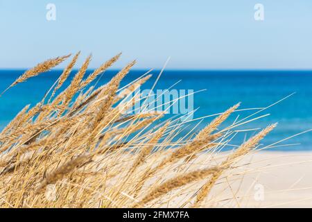 Schönes ruhiges blaues Meer mit Wellen und Sandstrand mit Schilf und trockenem Gras zwischen den Dünen, Reisen im Sommer und Urlaub Konzept, Meereslandschaft Stockfoto