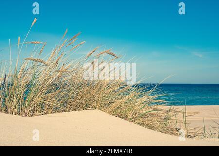 Schönes ruhiges blaues Meer mit Wellen und Sandstrand mit Schilf und trockenem Gras zwischen den Dünen, Reisen im Sommer und Urlaub Konzept, Meereslandschaft Stockfoto