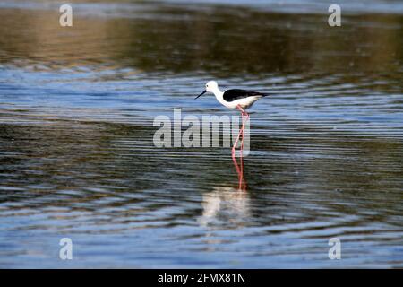 Nahaufnahme eines Schwarzflügelstelzes im Wasser auf einem Sonniger Tag Stockfoto