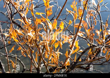 Nahaufnahme der Herbstblätter auf Ästen. Hjerkinn, Dovre, Oppland, Trøndelag, Norwegen Stockfoto