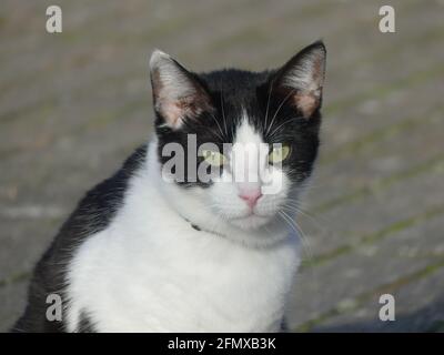 Vertikale Aufnahme einer niedlichen Katze Stockfoto