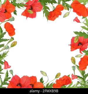 Aquarell quadratischen Rahmen mit Wiese Wildblumen aus roten Mohnblumen. Stockfoto