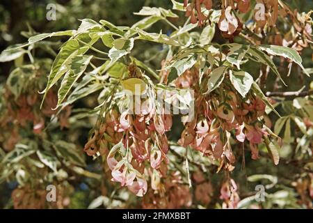 Detail eines Zweiges von buntem Kastenältesten mit Blättern und samaras, Acer negundo, Aceraceae Stockfoto