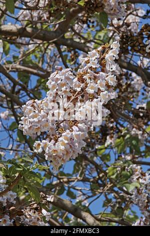 blütenstand von Paulownia tomentosa, scrophulariaceae, Prinzess-Baum Stockfoto