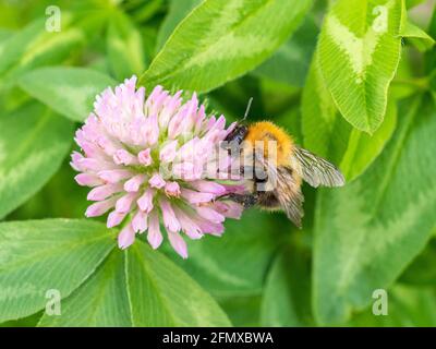 Gemeine Carder Bumble Bee (Bombus Pascuorum) sammelt Pollen von EINER Wildblume (Field Scabious) Clover. Stockfoto