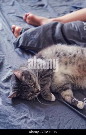 Eine große Katze schläft auf einem grauen Bett im Frauenfüße Stockfoto