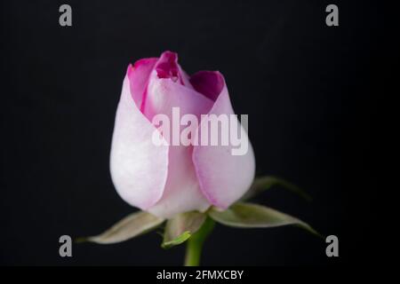 Zart rosa Rose Stockfoto