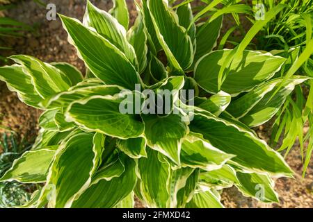 Grün und weiß üppige Hostapflanze, Draufsicht. Stockfoto