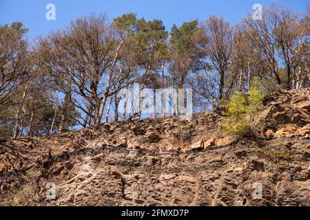 Am Steinbruch Dükelberg im Muttental bei Witten-Bommern sieht man eine Kohleschicht, die erste Steinkohle im Ruhrgebiet soll b haben Stockfoto