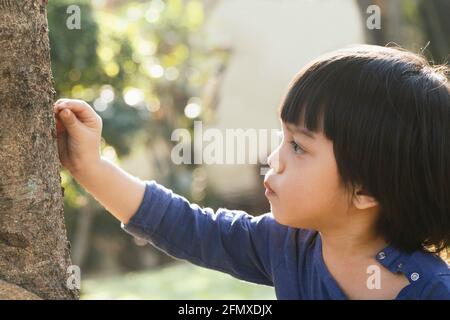 asiatische Kleinkind Junge berühren und erkunden auf Baumstamm, um über das Leben in der Natur im Garten lernen. Neugierige Kindheit. Kind die Welt erkunden aro Stockfoto