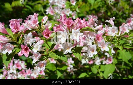 Ein Haufen rosa und weißer Blumen blüht an sonnigen Tagen Im Garten Stockfoto